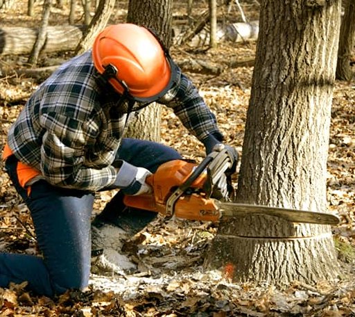 Tree Removal in Allentown, NJ
